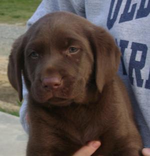 ChocolateLabPuppy